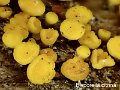 Bisporella citrina-amf269-1